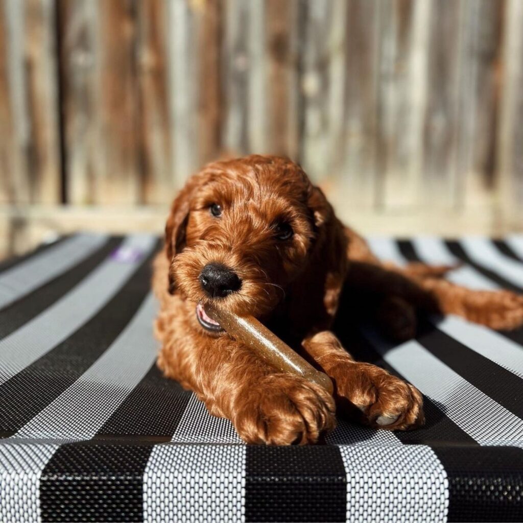 puppy chewing Nylabone Chicken Puppy Bone Safe Teething Toy for Puppies