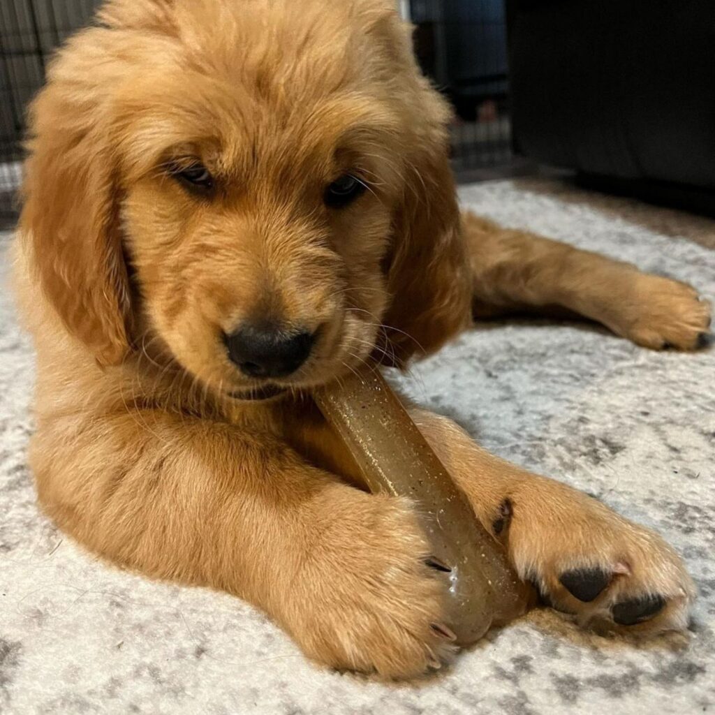 puppy chewing Nylabone Chicken Puppy Bone Safe Teething Toy for Puppies