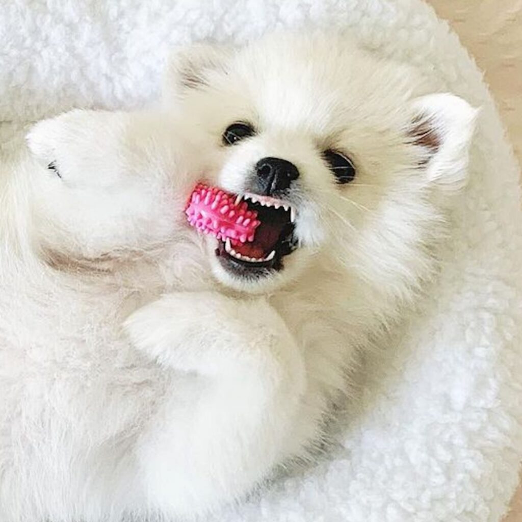 Puppy chewing a Puppy Dental Chew Toy for Puppies