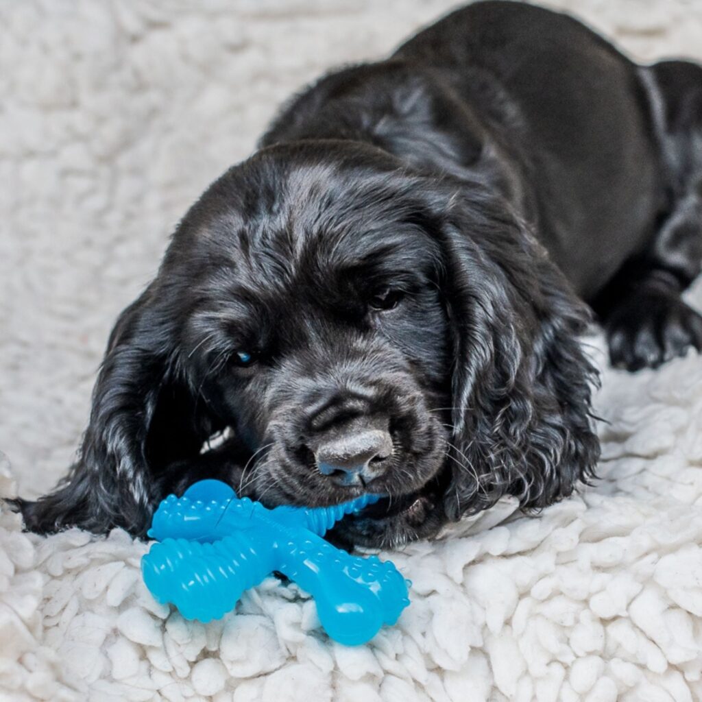 Puppy chewing a Puppy X-Shape Chew Engaging Chew Toy for Puppies