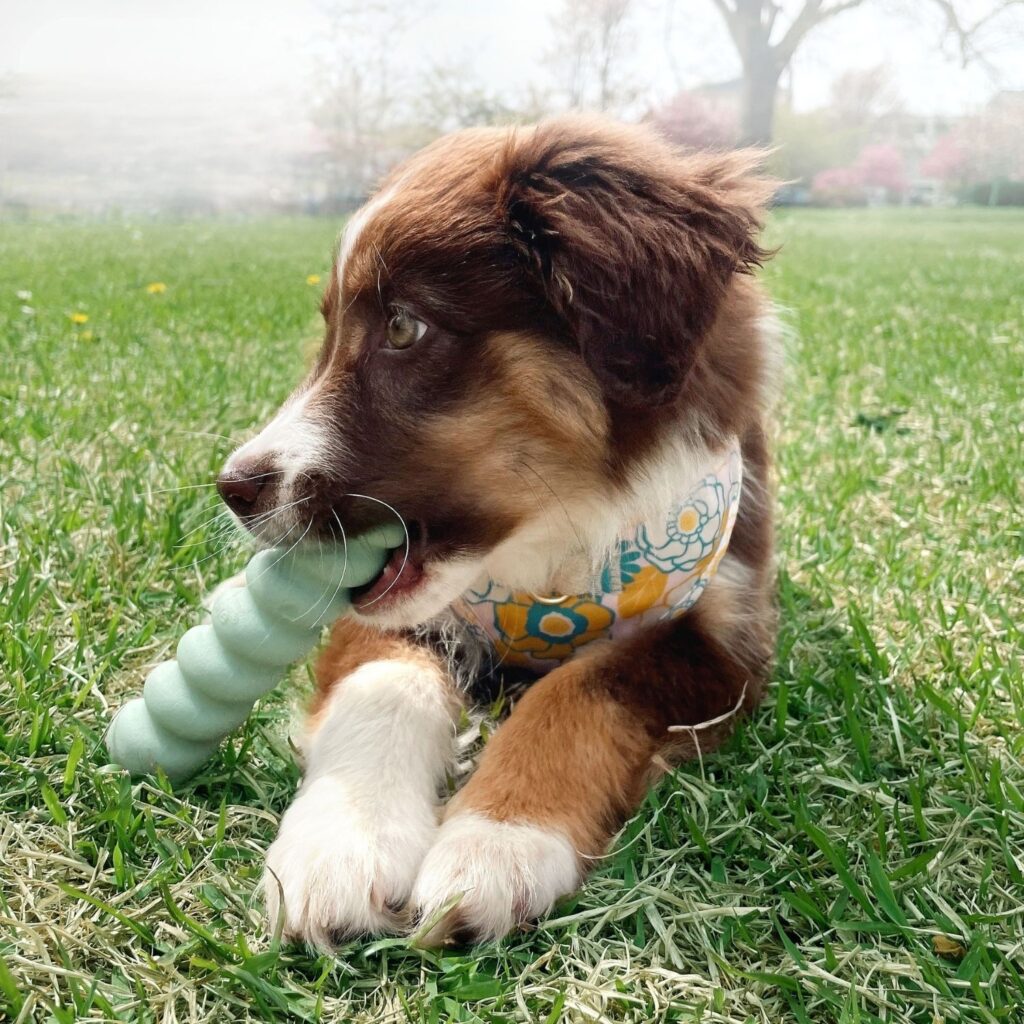 Puppy chewing a Nylabone Puppy Tactile Stick Soothing Sensory Puppy Chew Toy