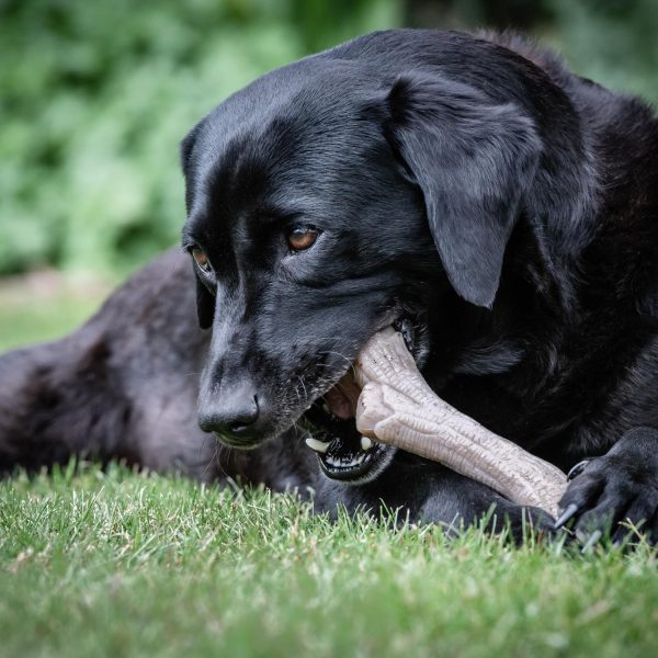 Gourmet Stick Peanut Butter Xl