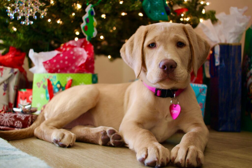 Dog lying next to Christmas tree with presents