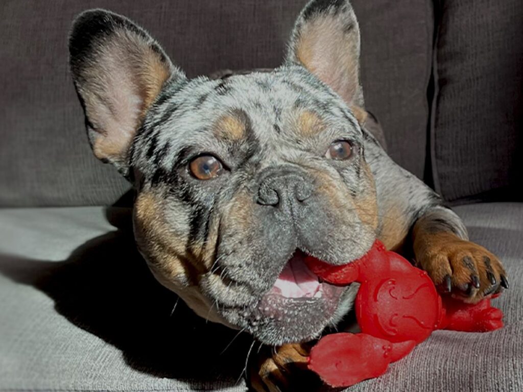 Nylabone Bacon & Cheese Lobster Extreme Chew being chewed by a dog