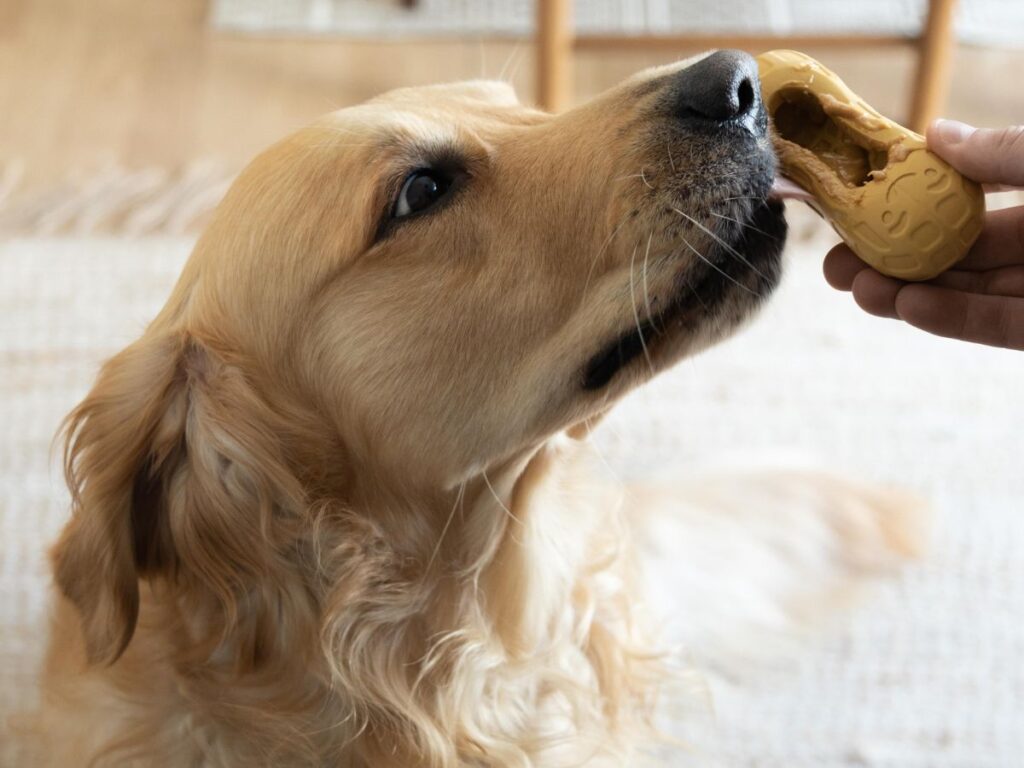 Nylabone Peanut Butter Strong Treat Toy being licked by a dog