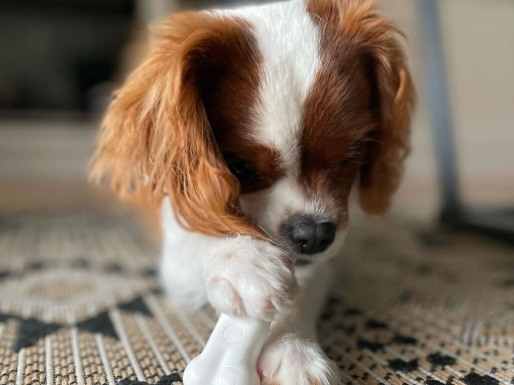 Nylabone Chicken Extreme Bone being chewed by a dog