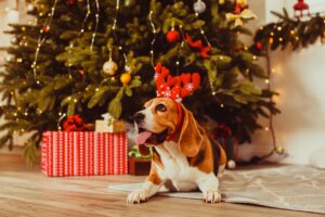 Dog lying in front of a christmas tree with presents around it