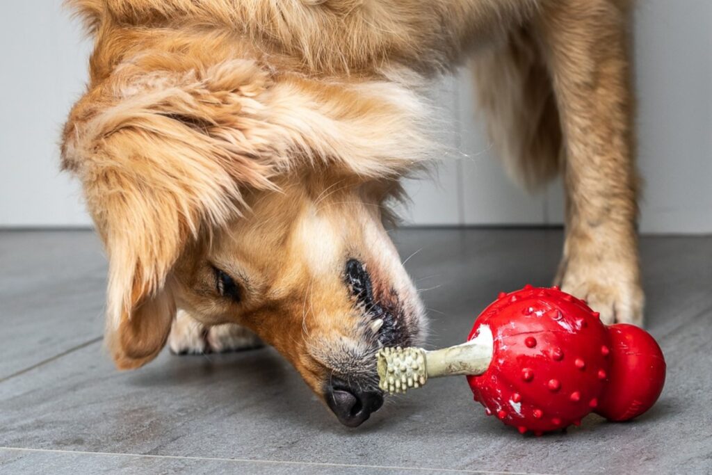 Dog trying to get a treat out of a stuffed Nylabone rubber cone