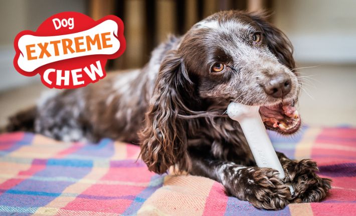 Dog chewing a extreme chew with a dog extreme chew icon