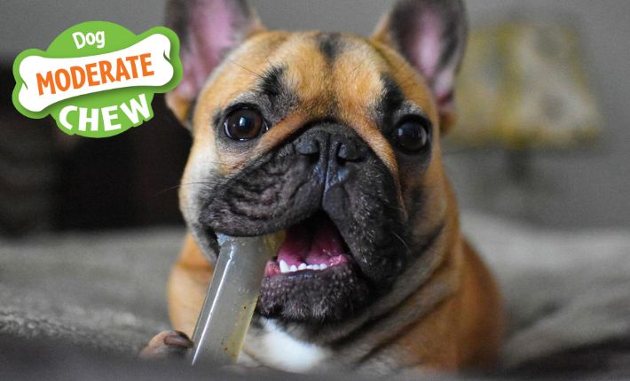 Dog chewing a moderate chew with a dog moderate chew icon