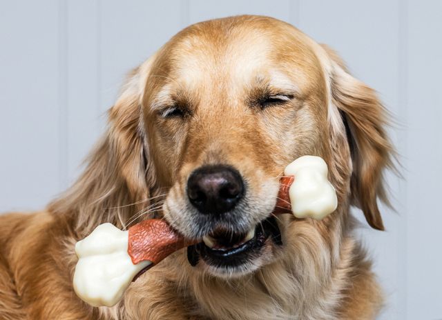 Dog happily chewing on a Nylabone