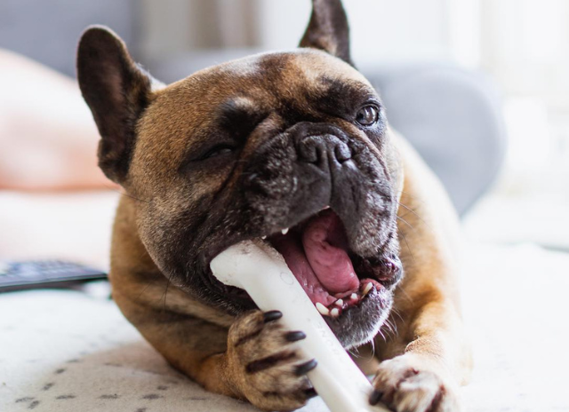 Dog chewing on a Nylabone