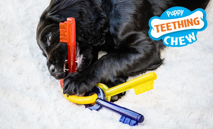 Puppy chewing a puppy chew with a puppy teething chew icon