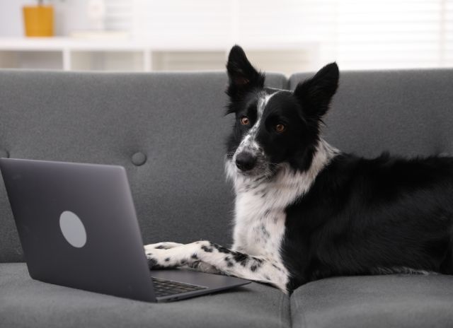 Dog sitting on a sofa in front of a laptop