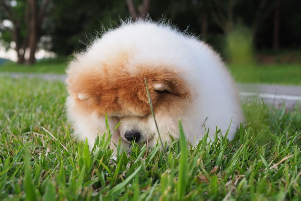 Dog looking down at the grass potentially looking to eat it