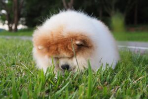 Dog looking down at the grass potentially looking to eat it