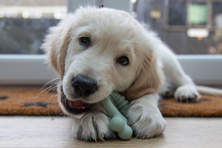 Puppy chewing a Nylabone puppy chew toy at home